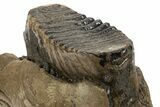 Fossil Woolly Mammoth Jaw with M Molar - Germany #337187-5